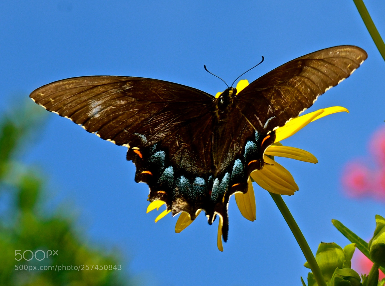 Nikon D600 sample photo. Butterfly photography