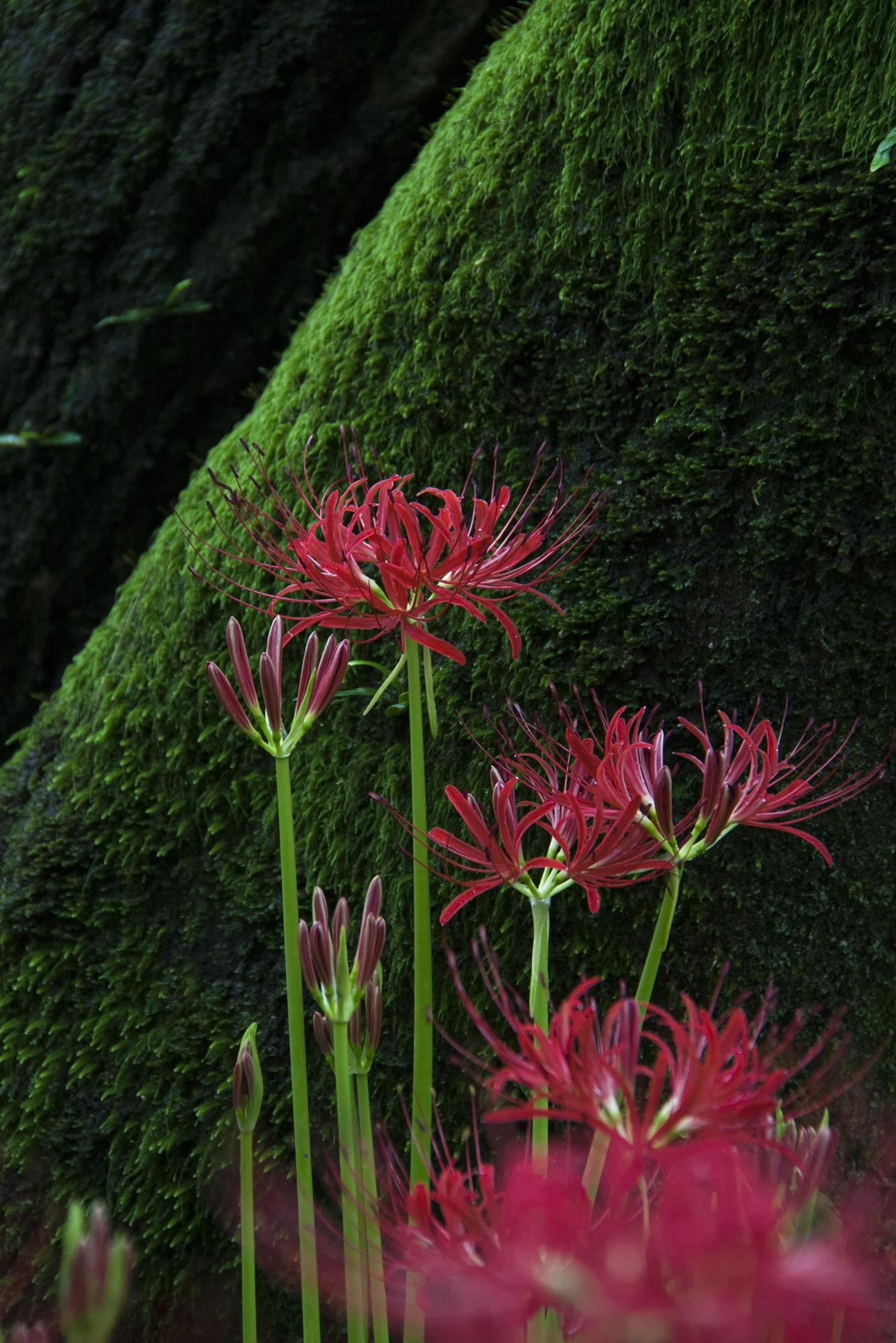 Canon EOS 400D (EOS Digital Rebel XTi / EOS Kiss Digital X) sample photo. Red spider lily/彼岸花 photography