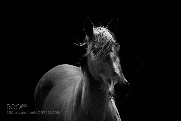 Sony a7 sample photo. Nice horse photography