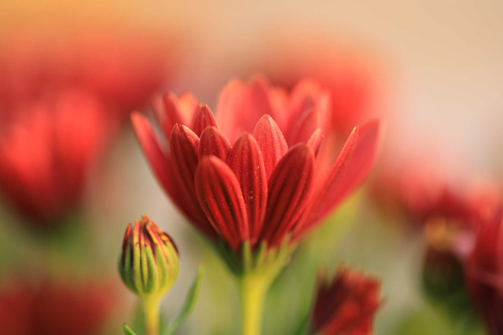 Canon EF 100mm F2.8L Macro IS USM sample photo. Morning red (3) photography