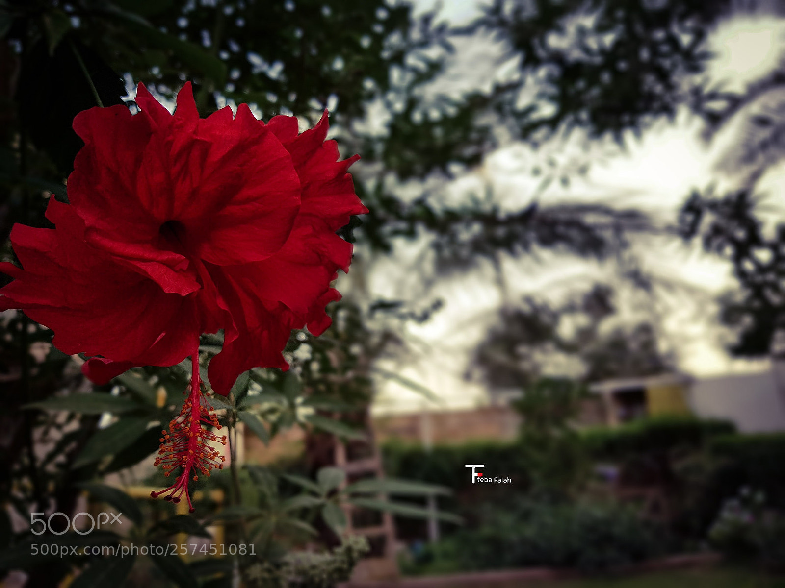Samsung Galaxy S7 Edge sample photo. Untitled photography