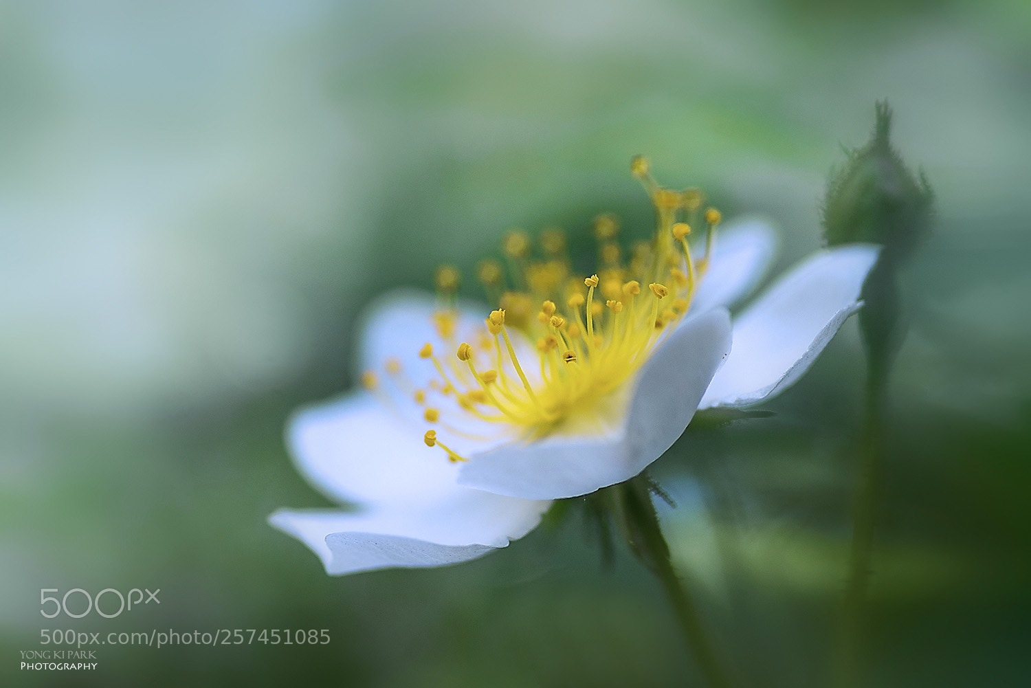 Pentax K-1 sample photo. At the garden of photography