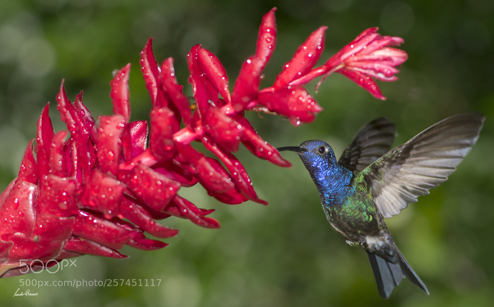 Nikon D810 sample photo. Tesourão and flower photography