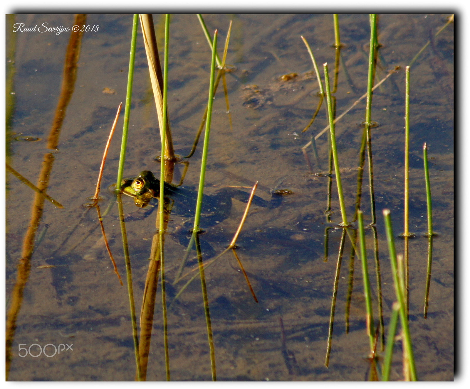 Sony Alpha DSLR-A550 sample photo. Frog photography