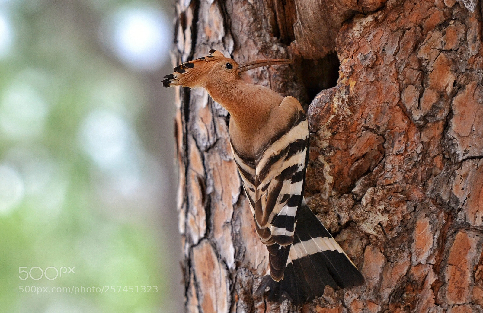 Nikon D3100 sample photo. Hoopoe/ibibik photography