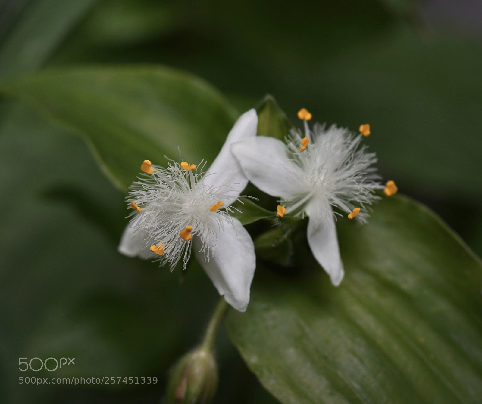 Sony a7 II sample photo. Wandering jew. photography