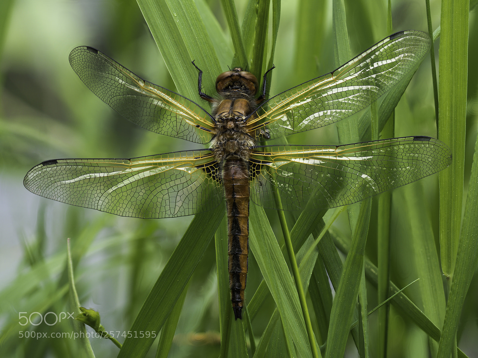 Olympus OM-D E-M1 Mark II sample photo. Epitheca bimaculata photography