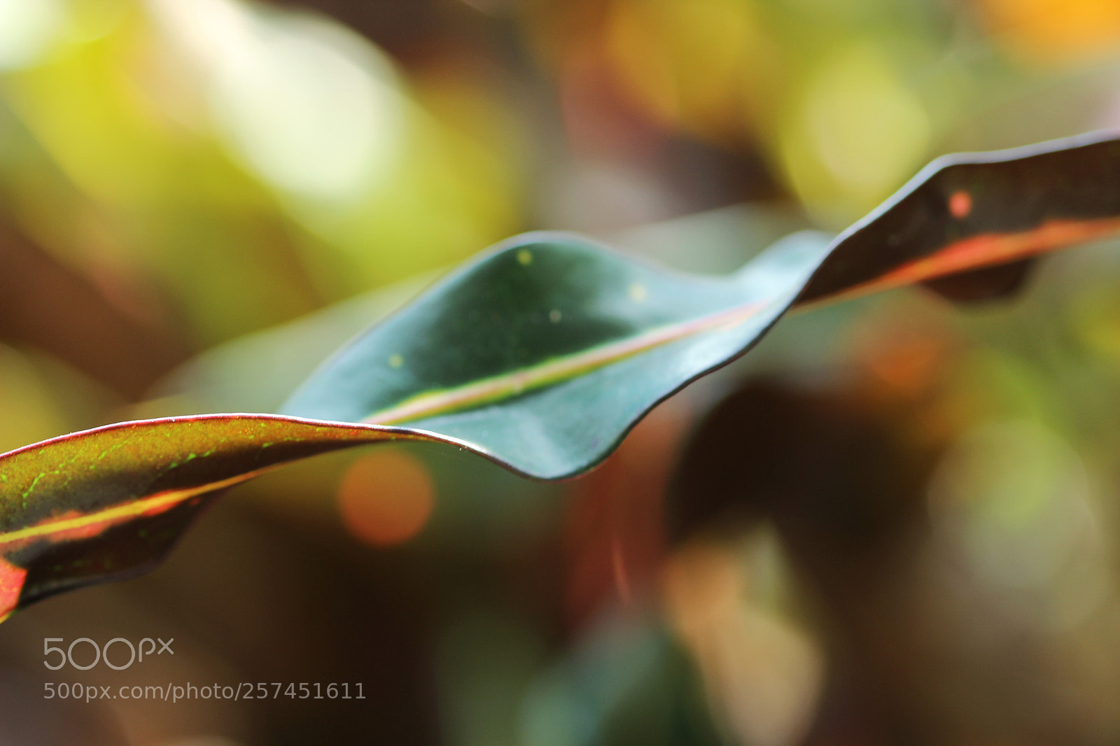 Canon EOS 600D (Rebel EOS T3i / EOS Kiss X5) sample photo. Bokeh beauty photography