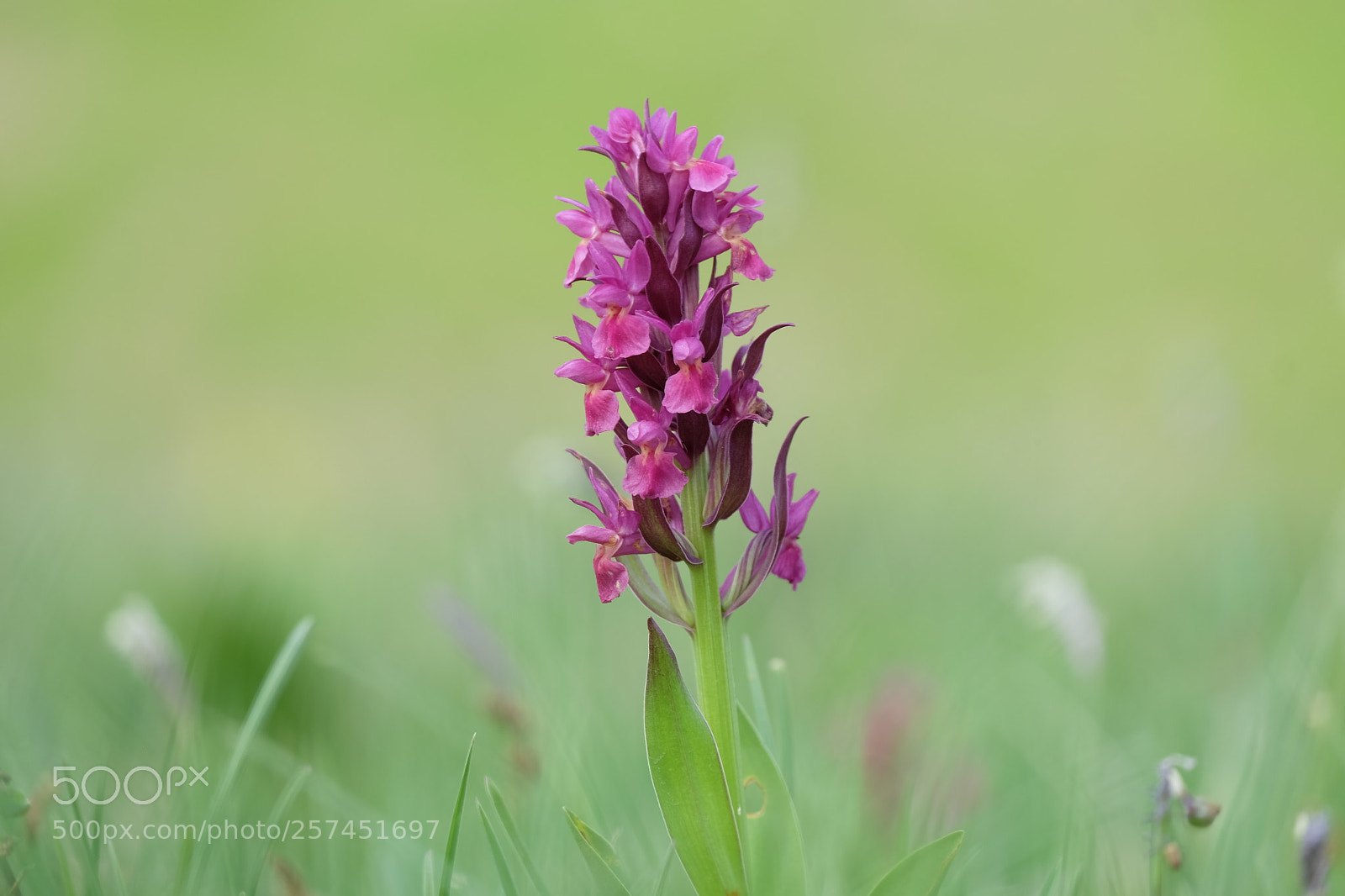 Fujifilm X-M1 sample photo. Wild orchid photography