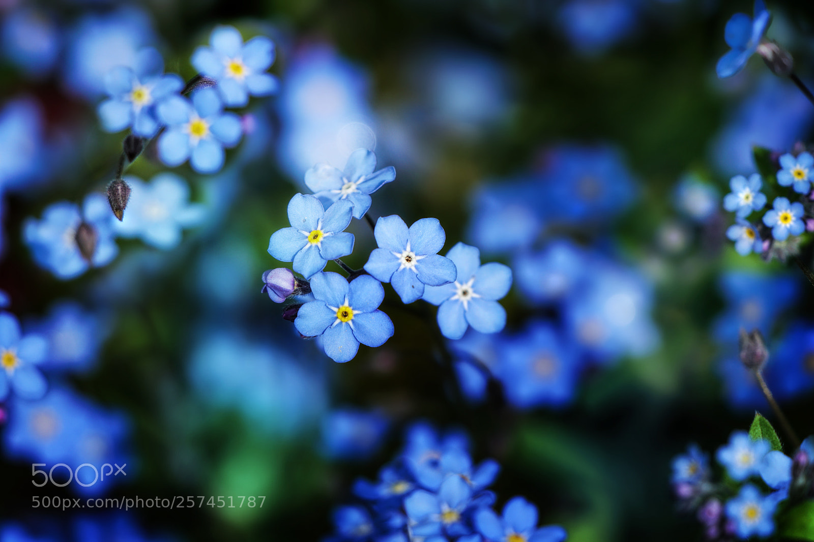 Sony a6300 sample photo. Forget-me-not photography
