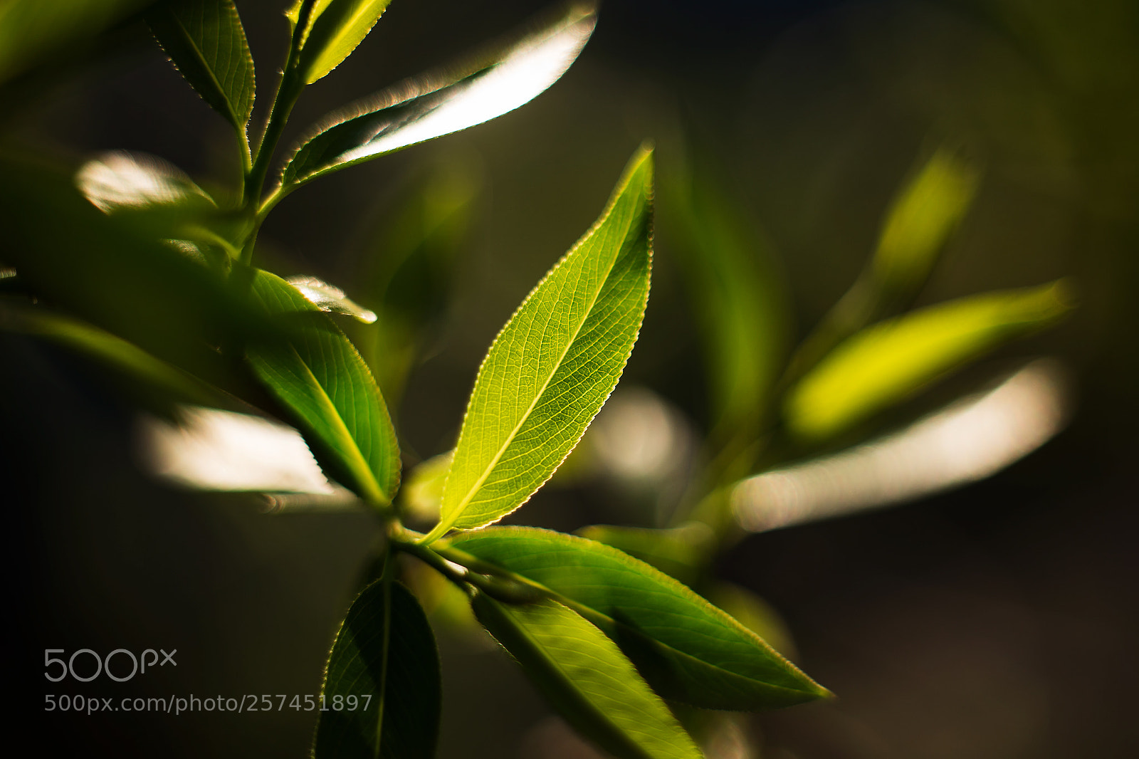 Canon EOS 6D sample photo. Breath of nature photography