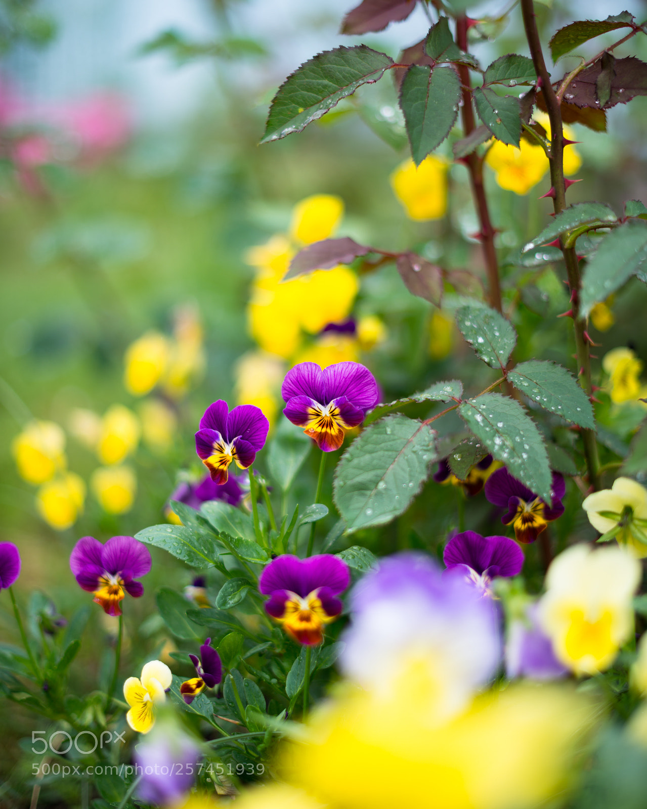 Nikon D800 sample photo. Garden 01 photography