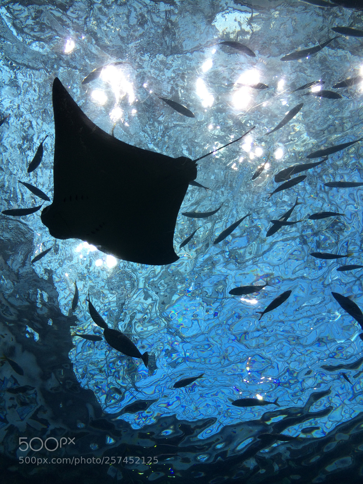 Apple iPhone 5s sample photo. Aquarium photography