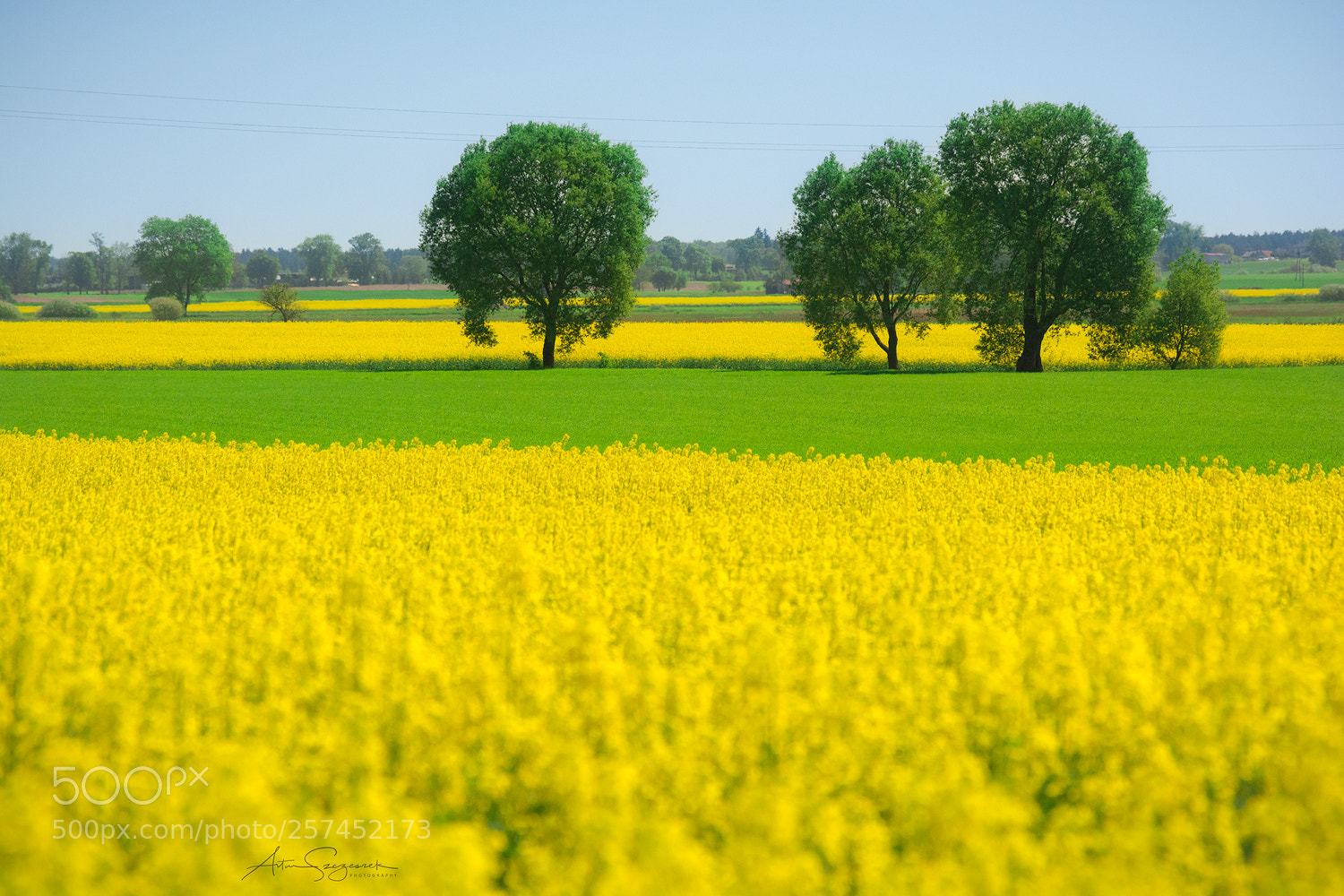 Nikon D7100 sample photo. Yellow - green photography