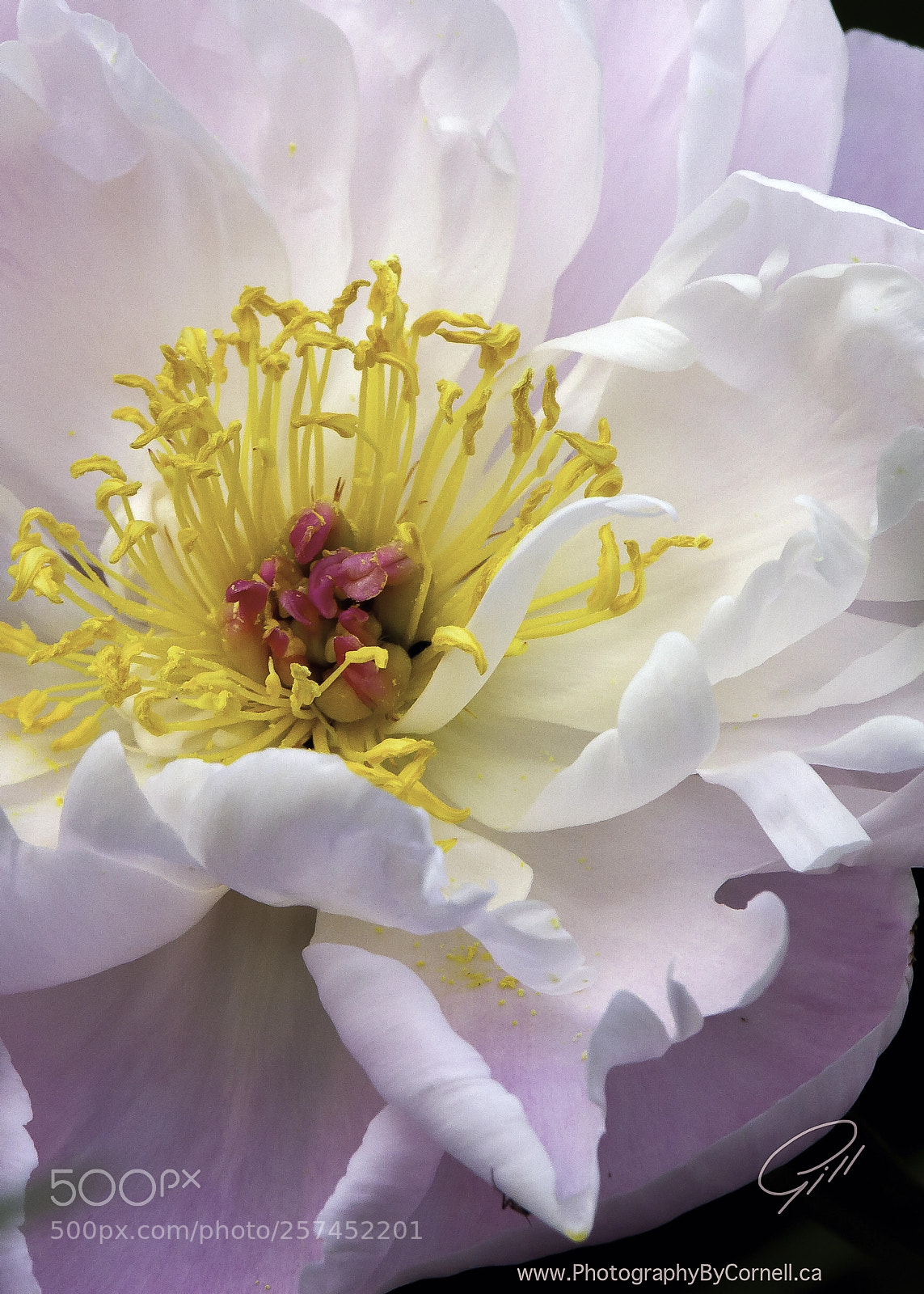 Canon EOS 7D sample photo. Flower photography