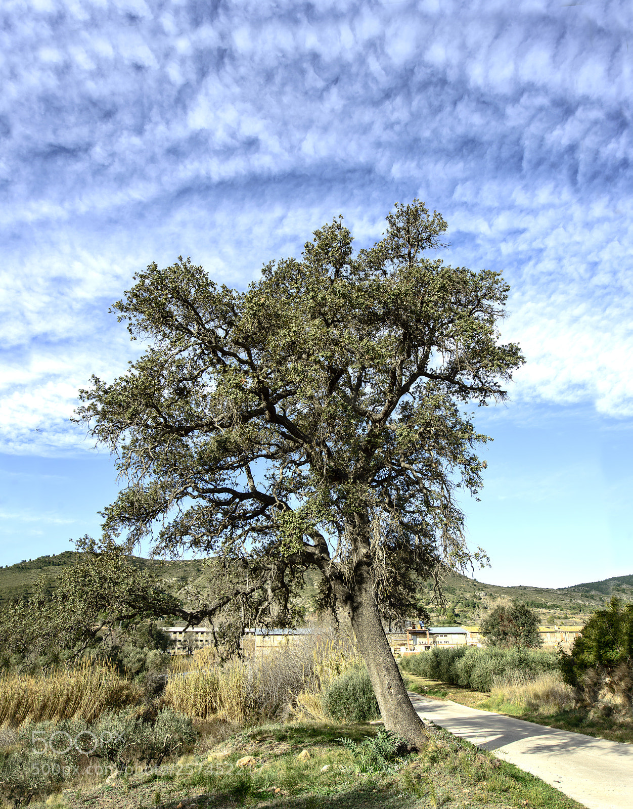 Nikon D800 sample photo. Arbol en camino photography