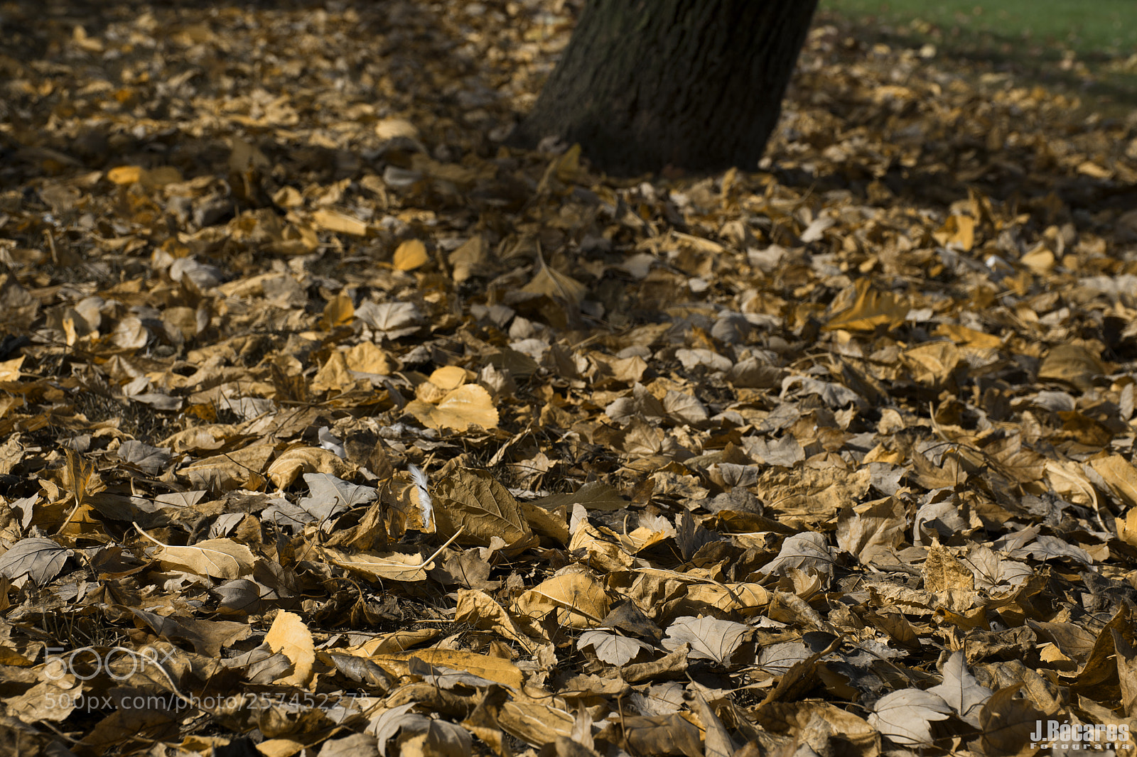 Nikon D7100 sample photo. Brown leaves photography