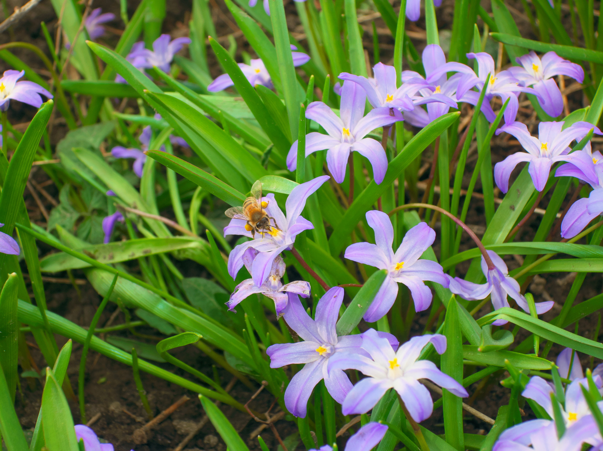 Canon PowerShot G9 X Mark II sample photo. Spring bee photography