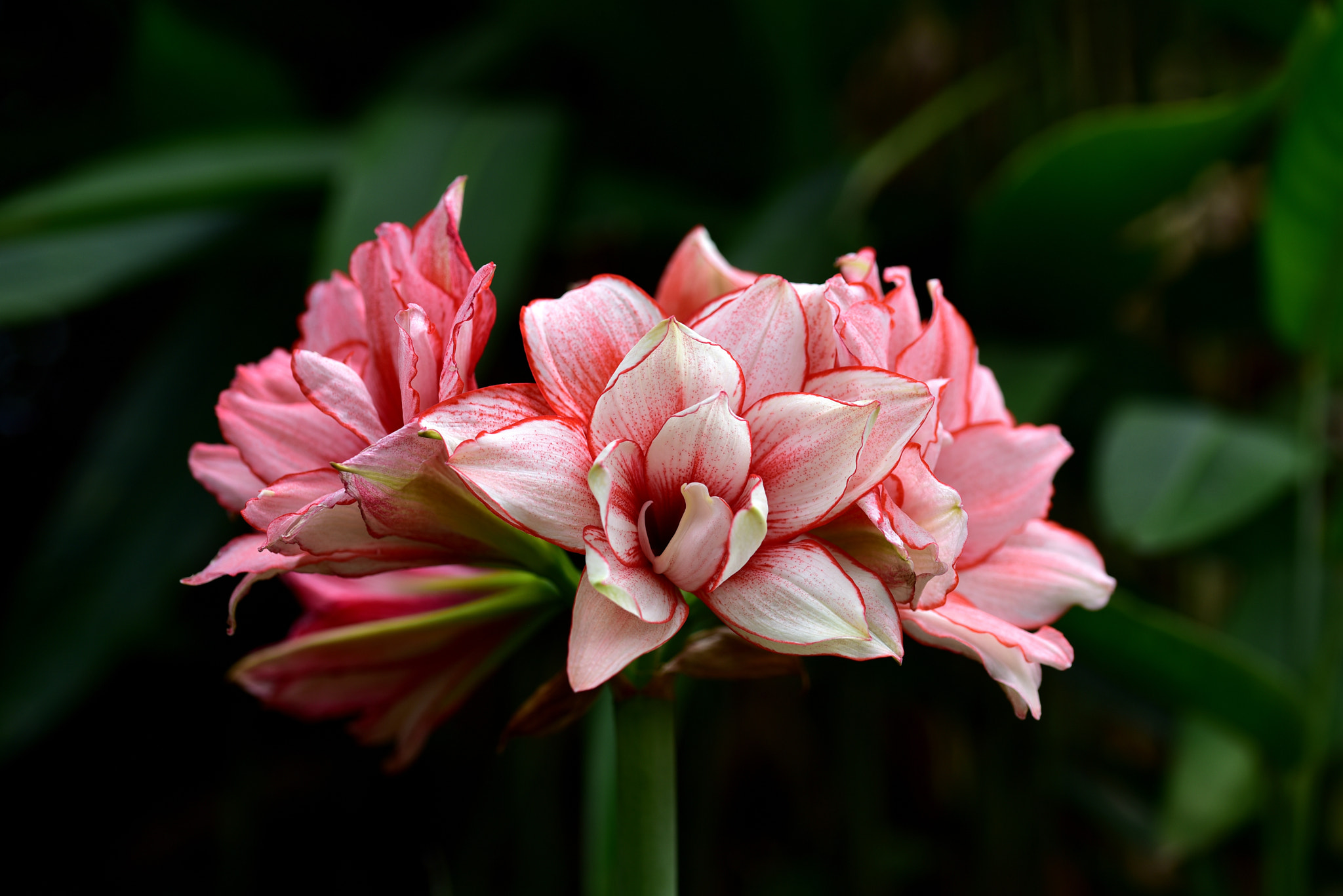 Sigma 105mm F2.8 EX DG OS HSM sample photo. 孤挺花 photography