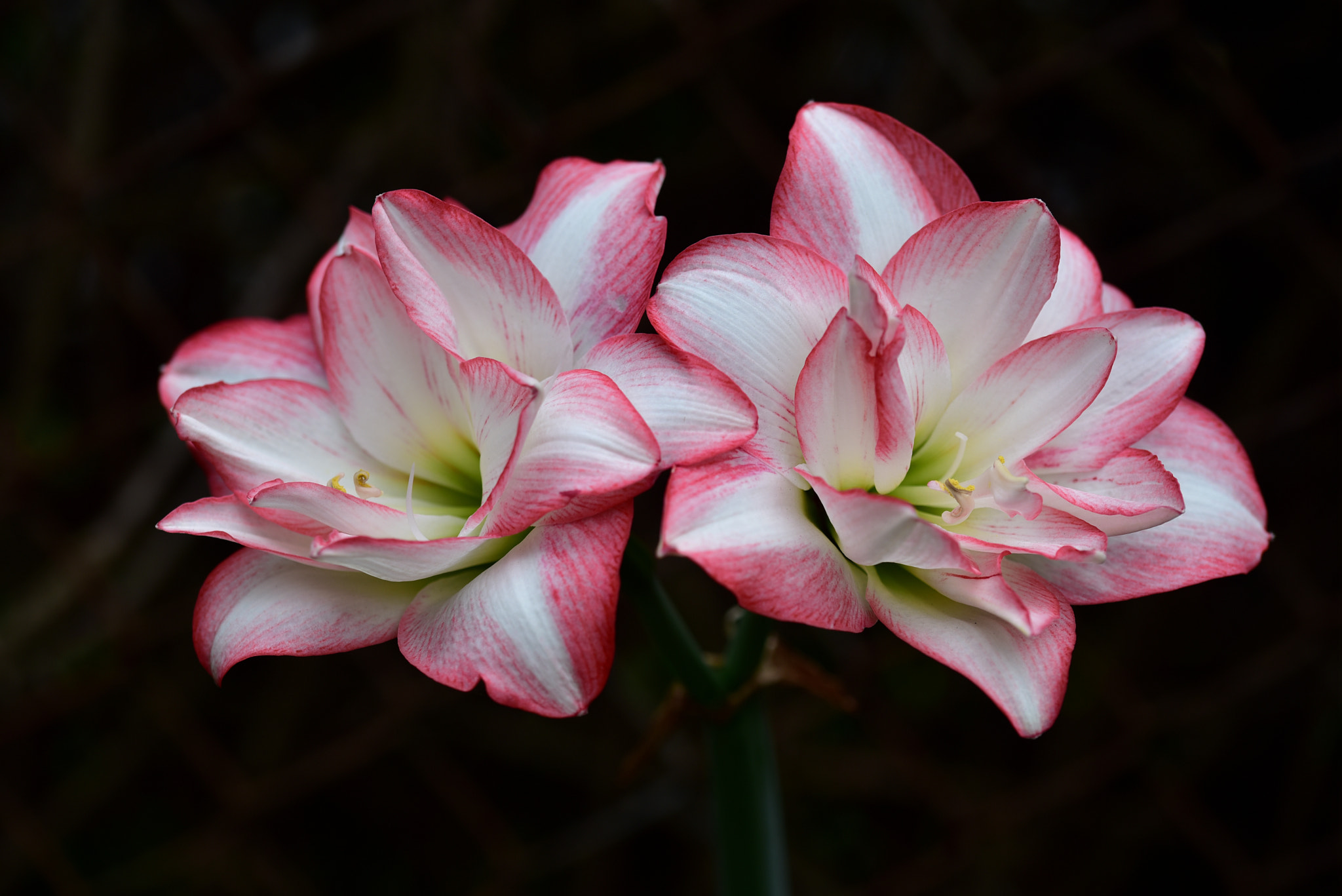 Sigma 105mm F2.8 EX DG OS HSM sample photo. 孤挺花 photography