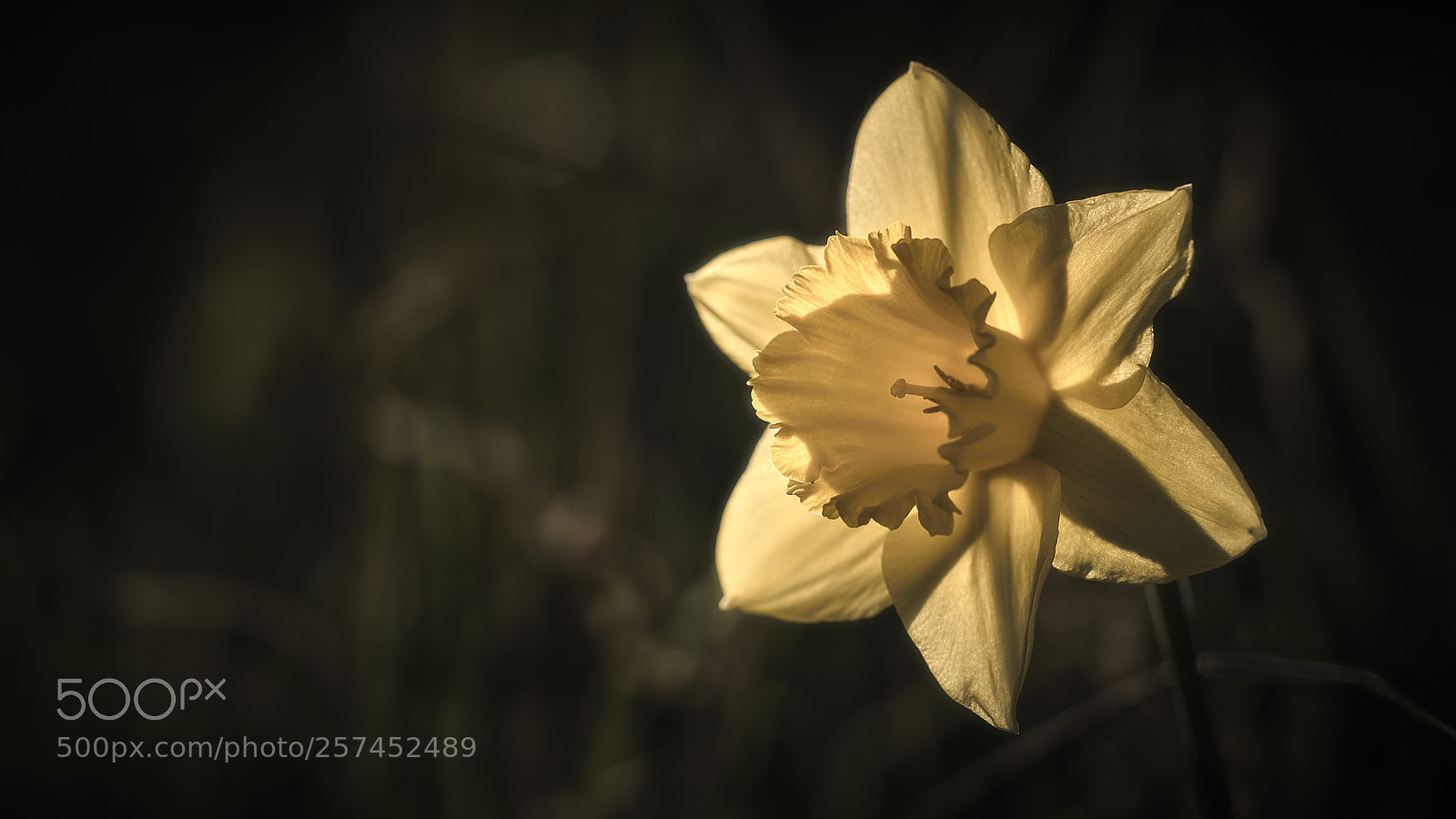 Nikon D850 sample photo. Afternoon sun photography