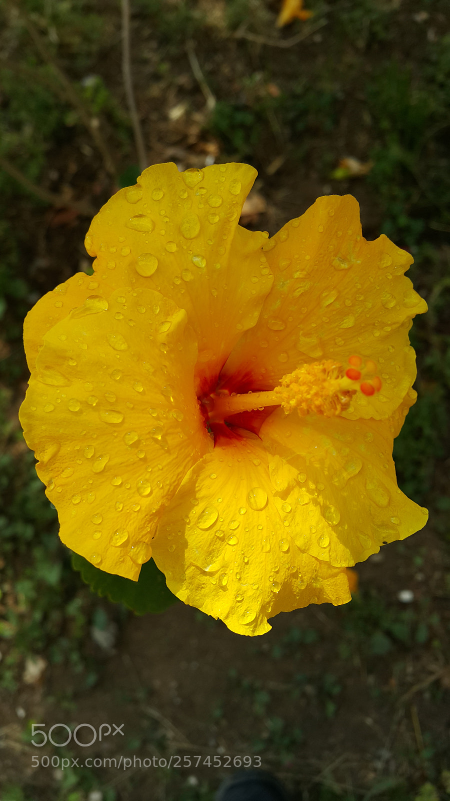 Samsung Galaxy Note4 sample photo. Untitled photography
