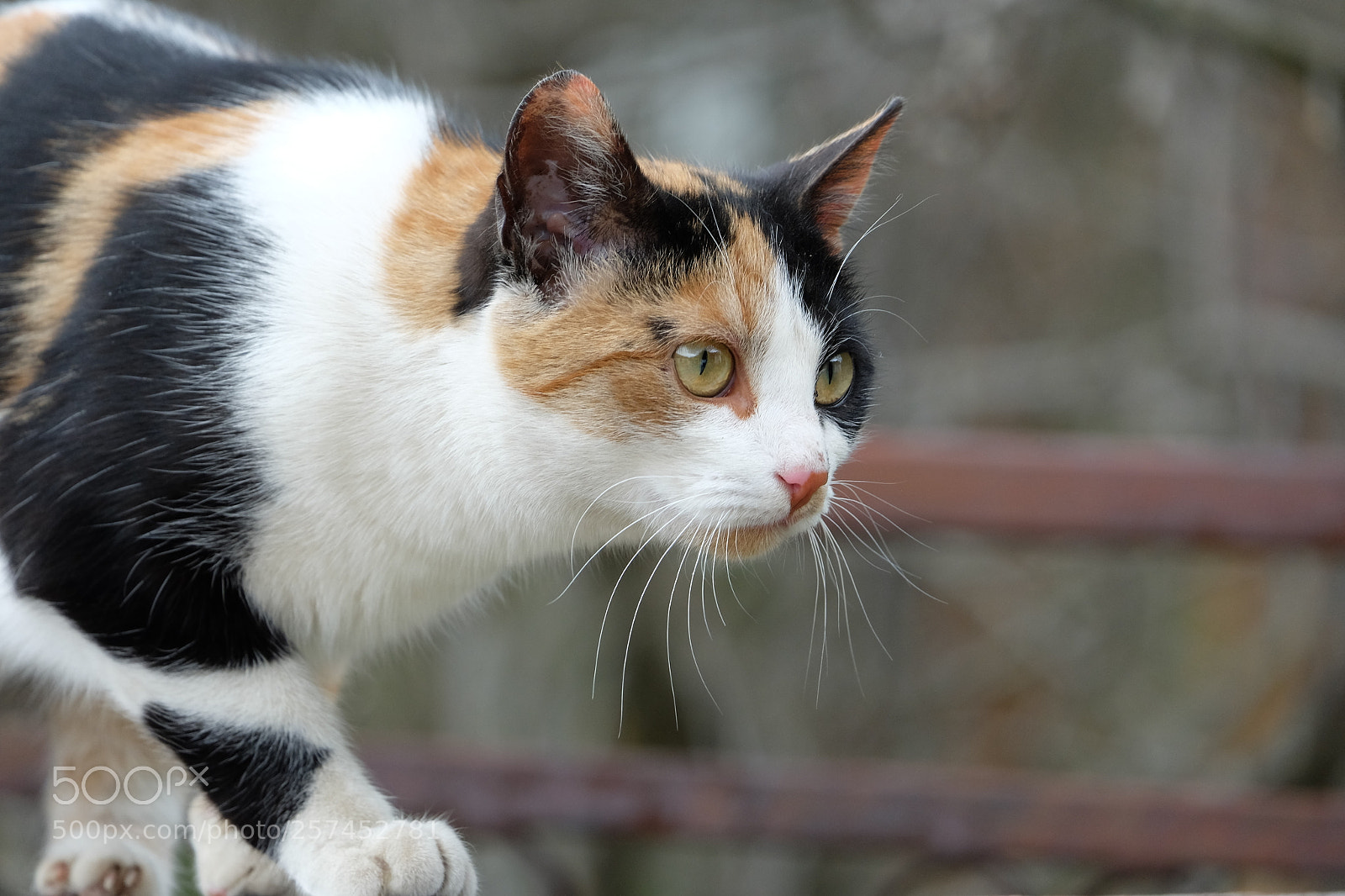 Fujifilm X-M1 sample photo. Cat photography