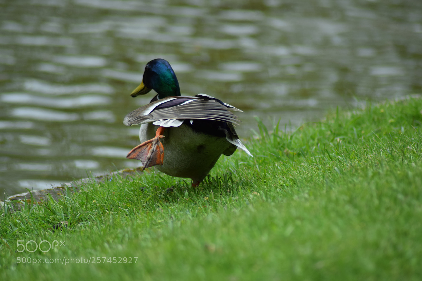 Nikon D3300 sample photo. Duck foot photography