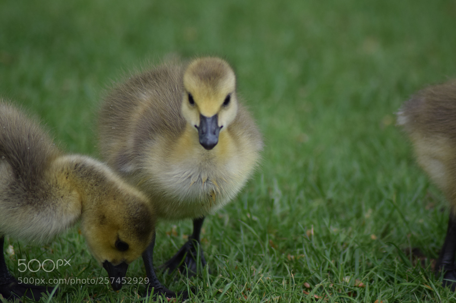 Nikon D3300 sample photo. Gosling photography