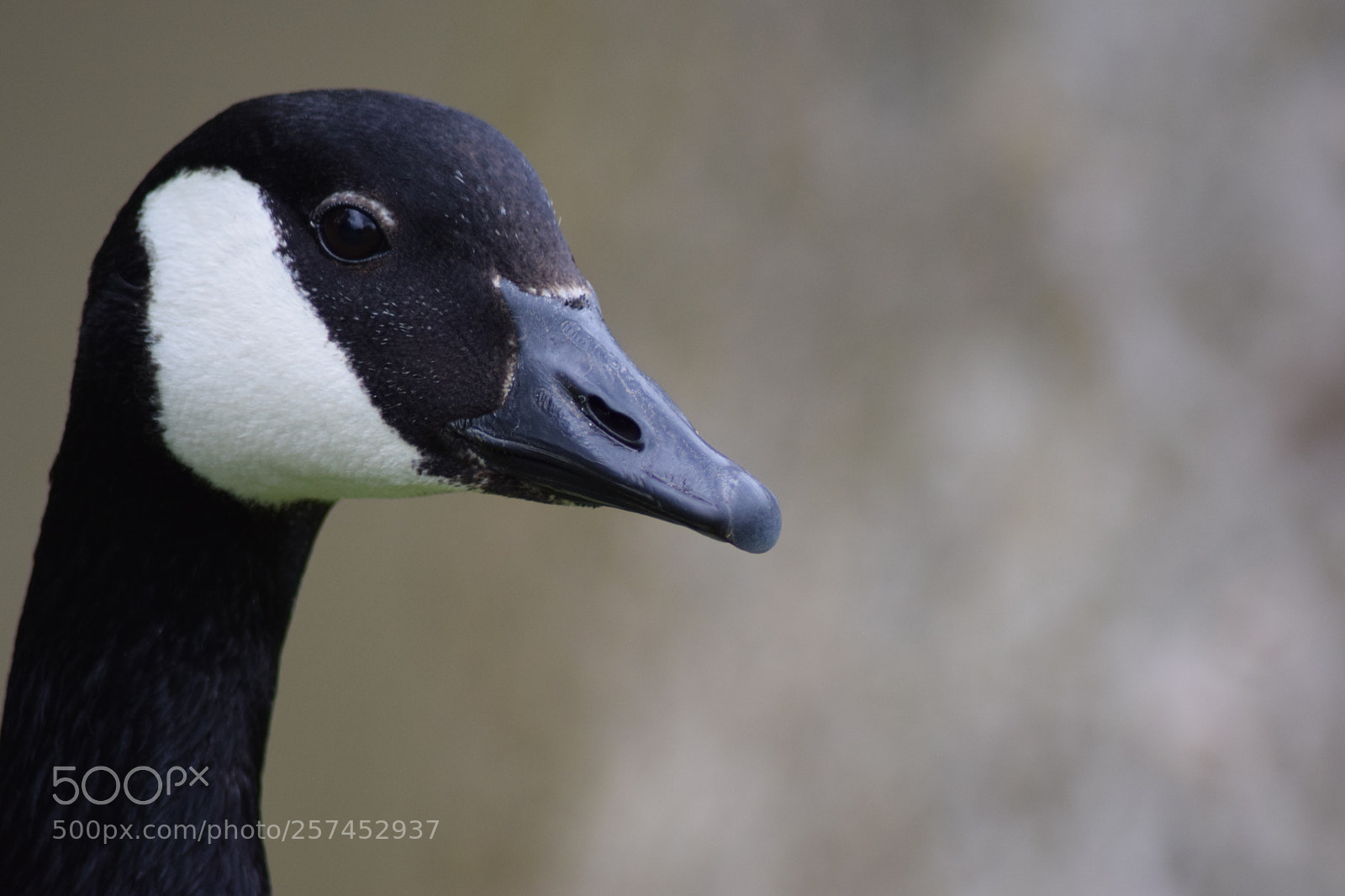 Nikon D3300 sample photo. Goose face photography