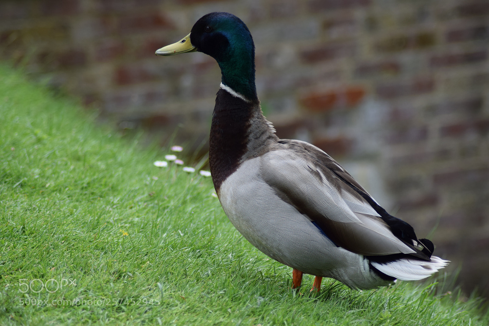 Nikon D3300 sample photo. Duck by the moat photography