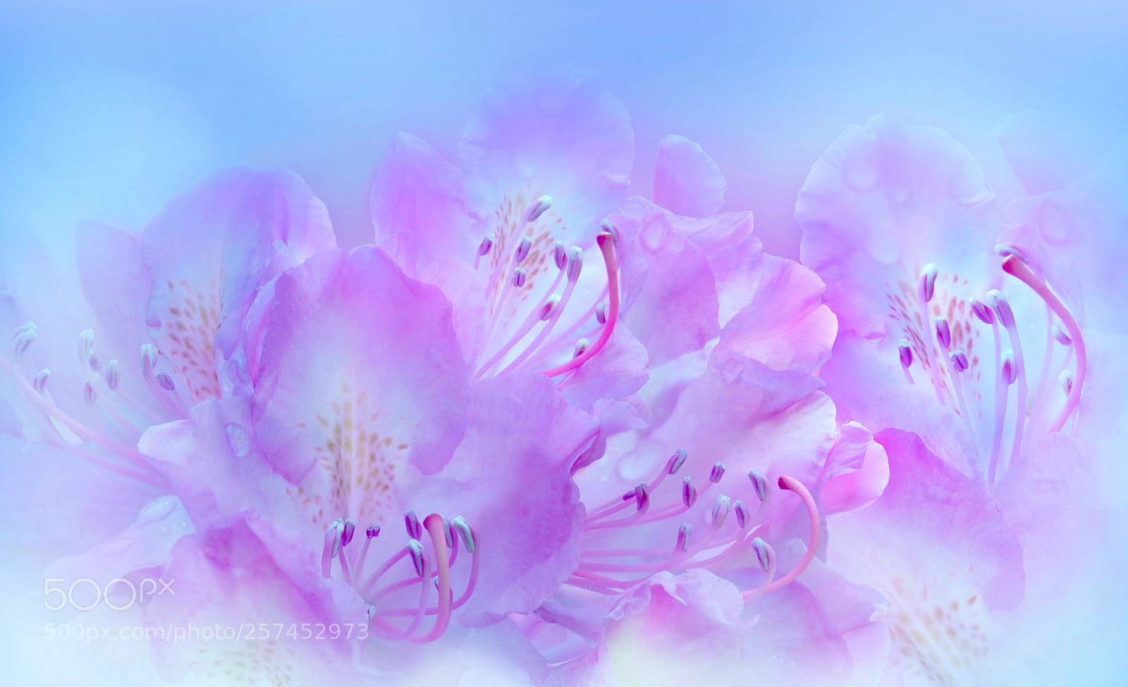 Nikon D750 sample photo. My rhododendron! photography