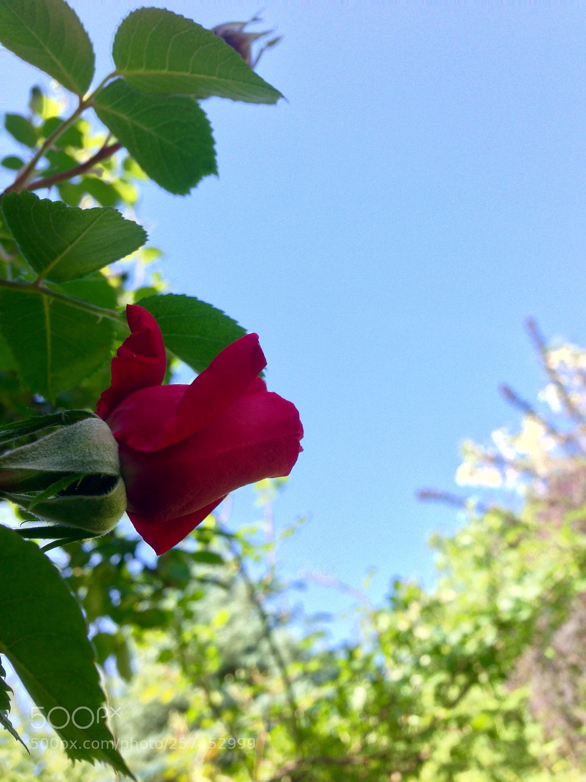 Apple iPhone 5 sample photo. My first rosse photography