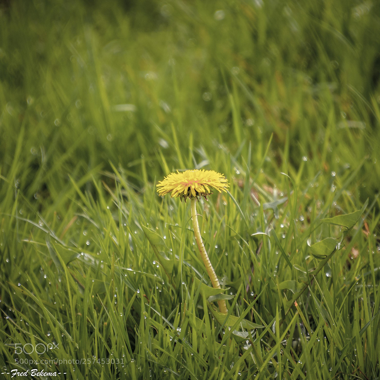 Nikon D7200 sample photo. 20180415-_dsc3395-3.jpg photography