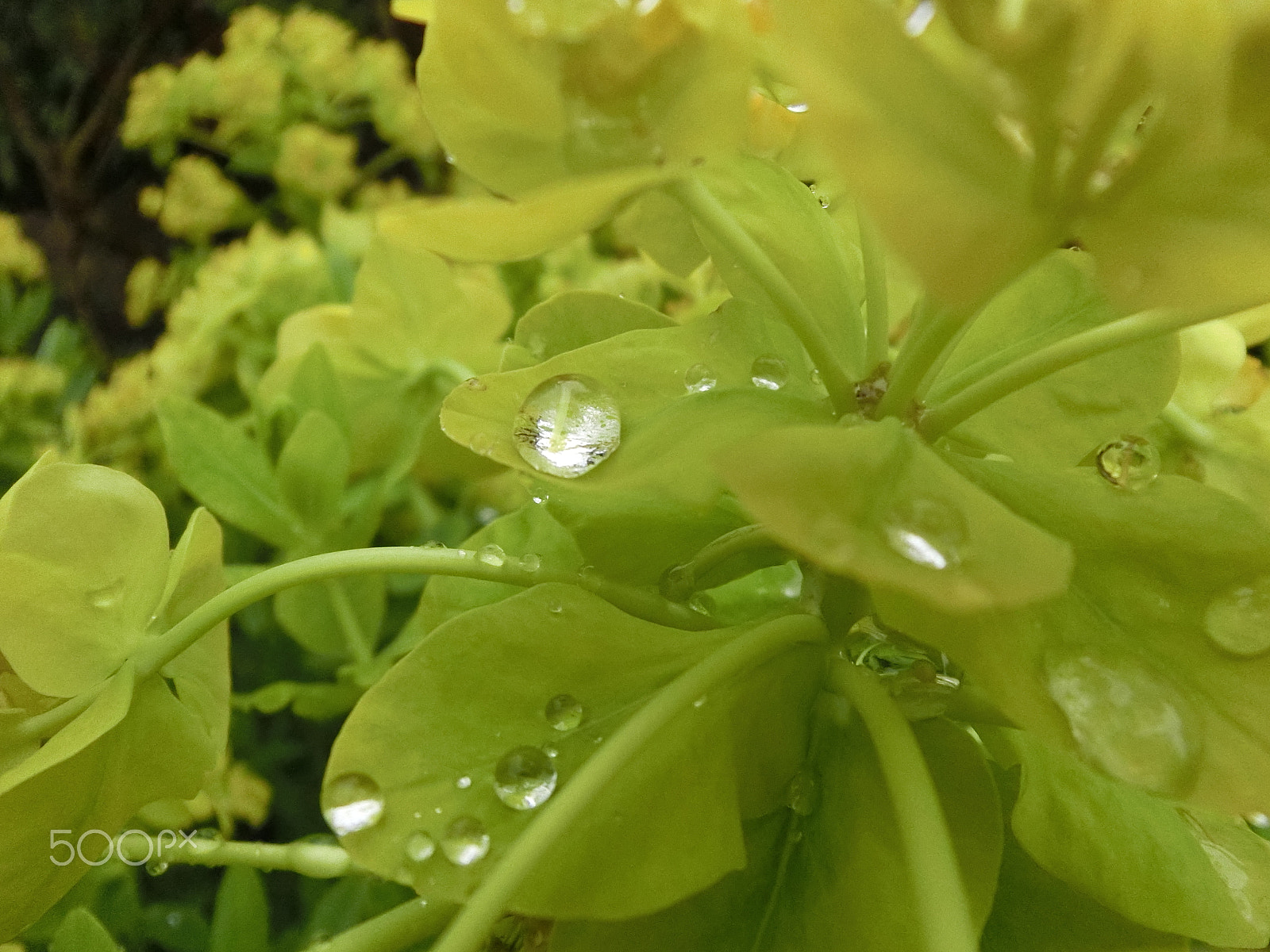 CASIO EX-ZR800 sample photo. Dew microshot photography