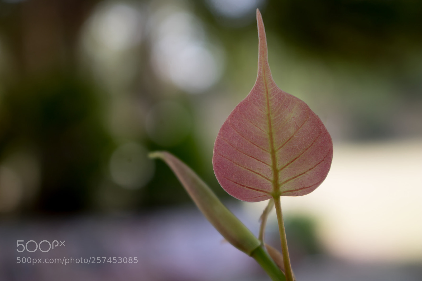 Canon EOS 750D (EOS Rebel T6i / EOS Kiss X8i) sample photo. Being beautiful photography