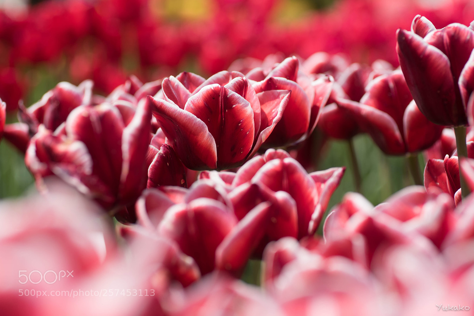Nikon D750 sample photo. Tulipa cv. armani photography