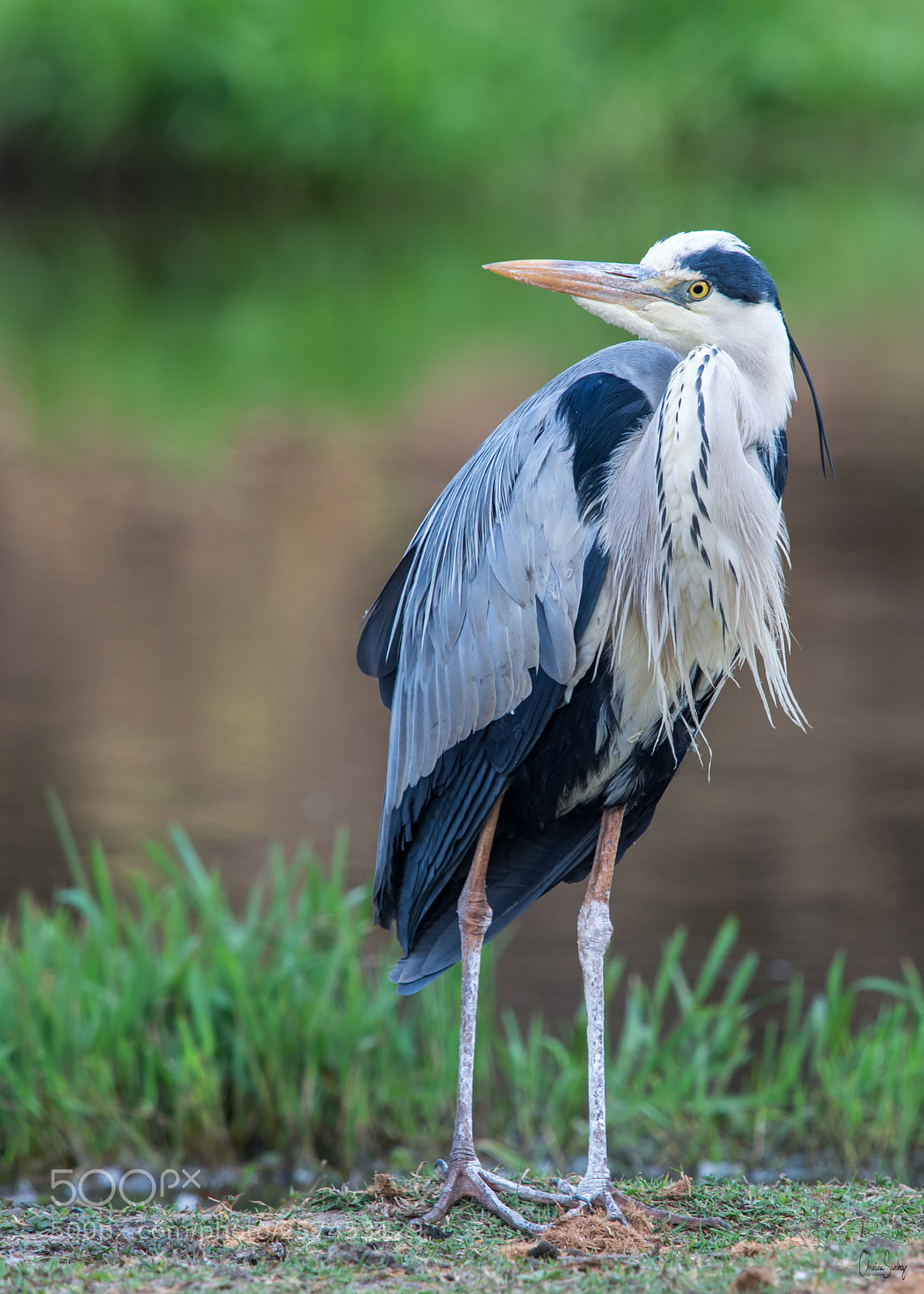 Nikon D4 sample photo. Grey heron photography