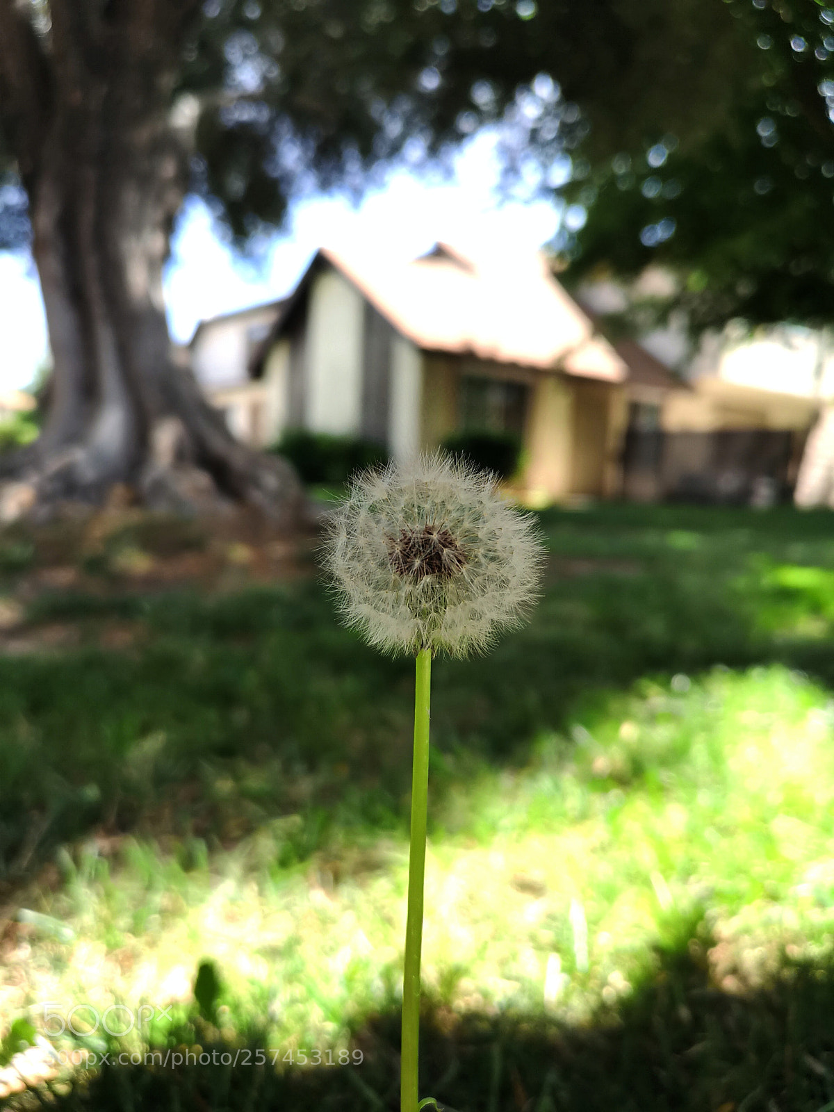 HUAWEI CLT-L29 sample photo. Untitled photography