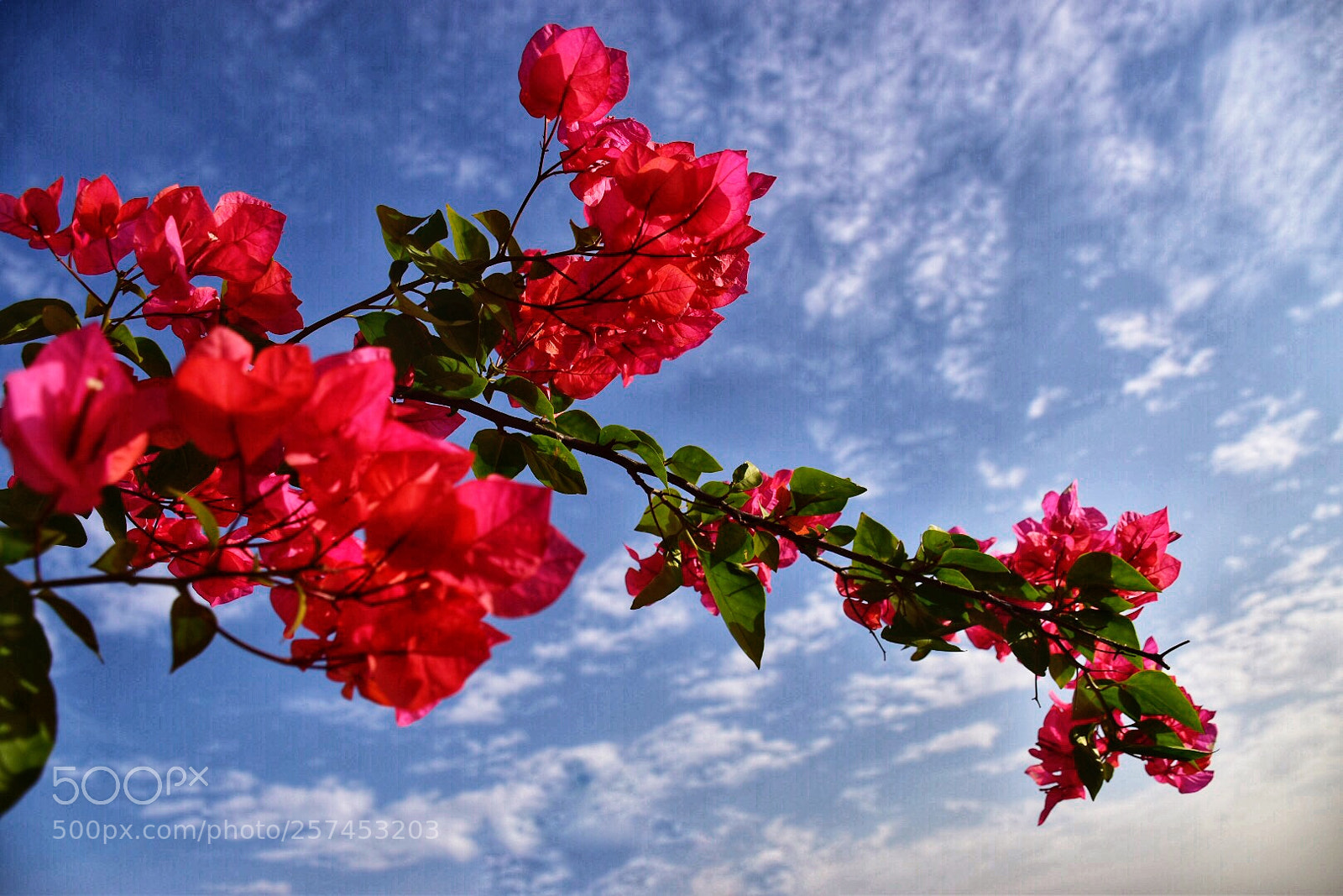 Nikon D5500 sample photo. Bougainvillea in the wind photography