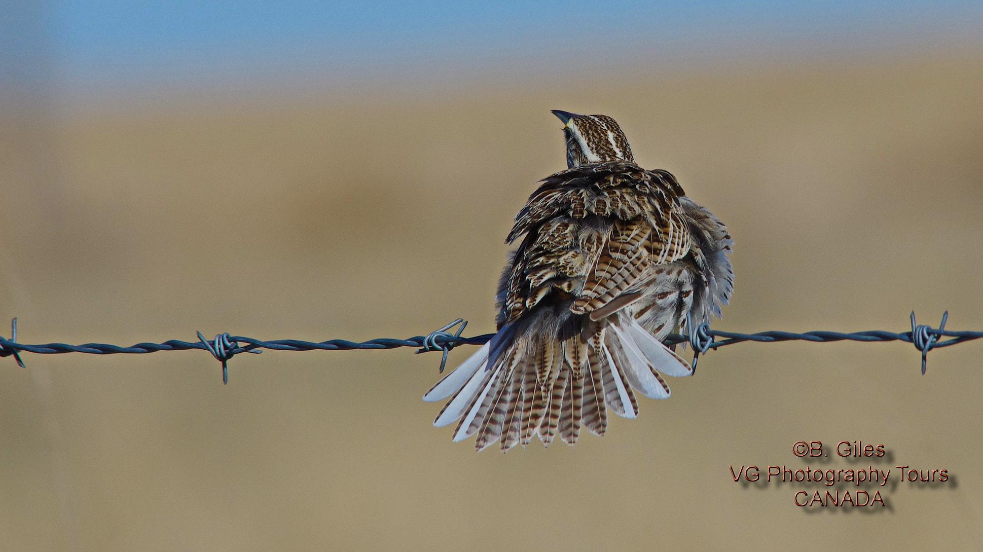 Pentax K-5 IIs + Sigma 150-500mm F5-6.3 DG OS HSM sample photo. The cold shoulder photography