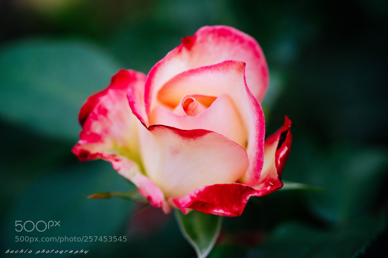 Olympus OM-D E-M1 Mark II sample photo. Rose photography