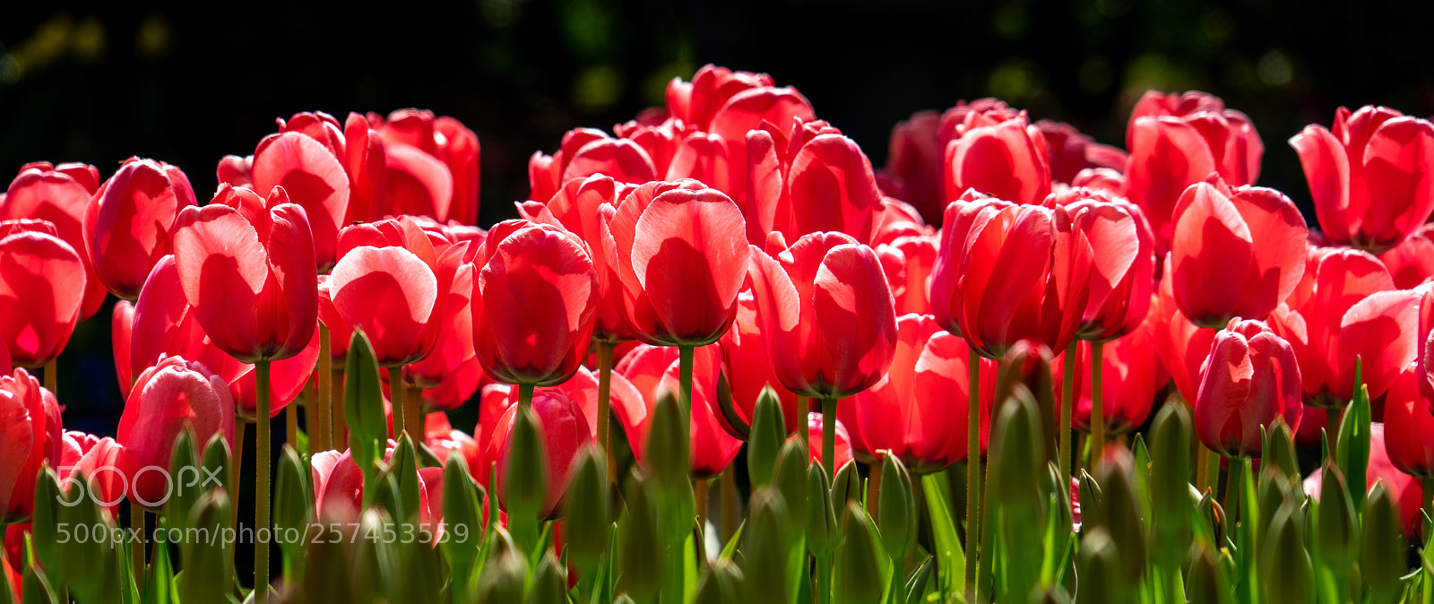 Sony a7R II sample photo. Tulips photography