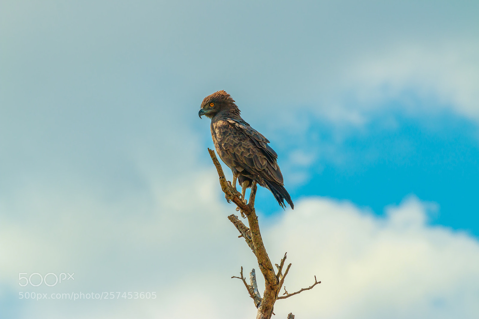 Canon EOS 70D sample photo. Brown snake eagle ☠ photography