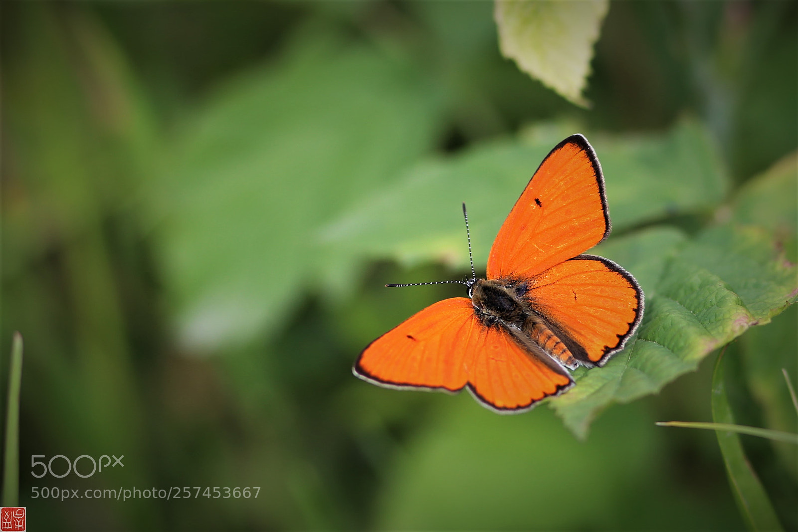 Canon EOS 6D sample photo. Lycaena dispar photography