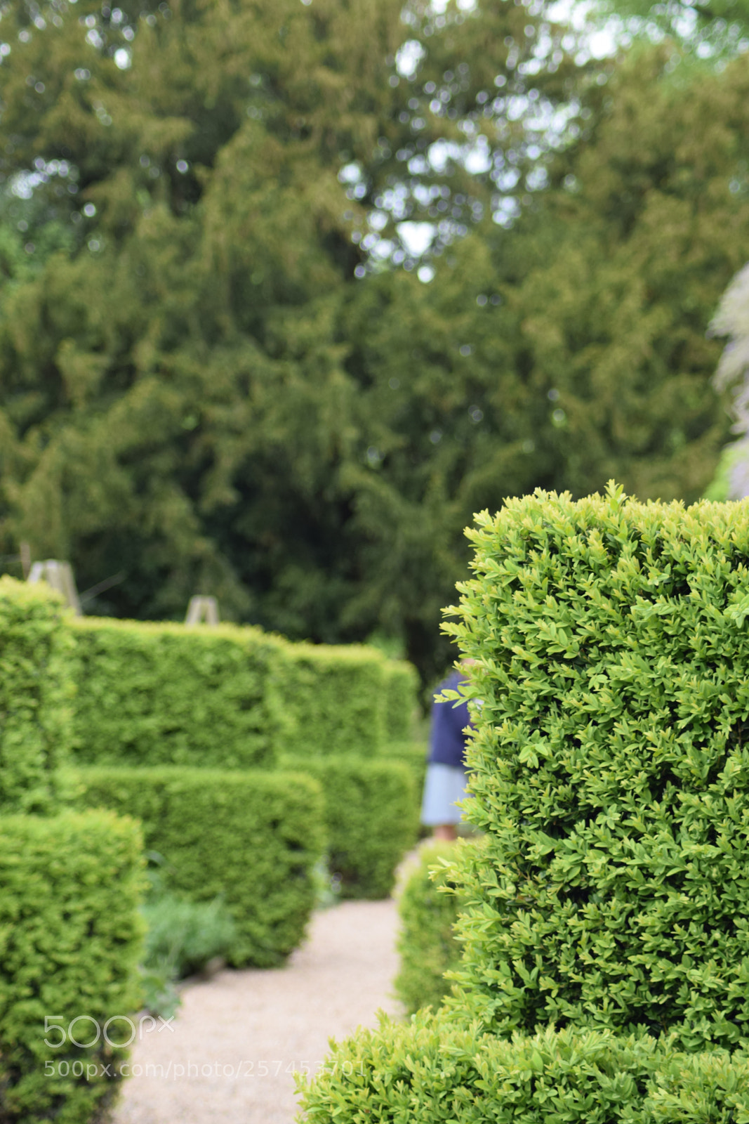 Nikon D3300 sample photo. Hedges photography