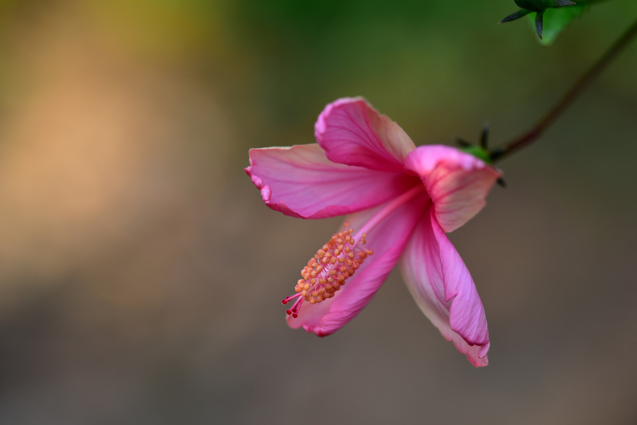 Nikon D750 + Sigma 105mm F2.8 EX DG OS HSM sample photo. 朱槿 photography