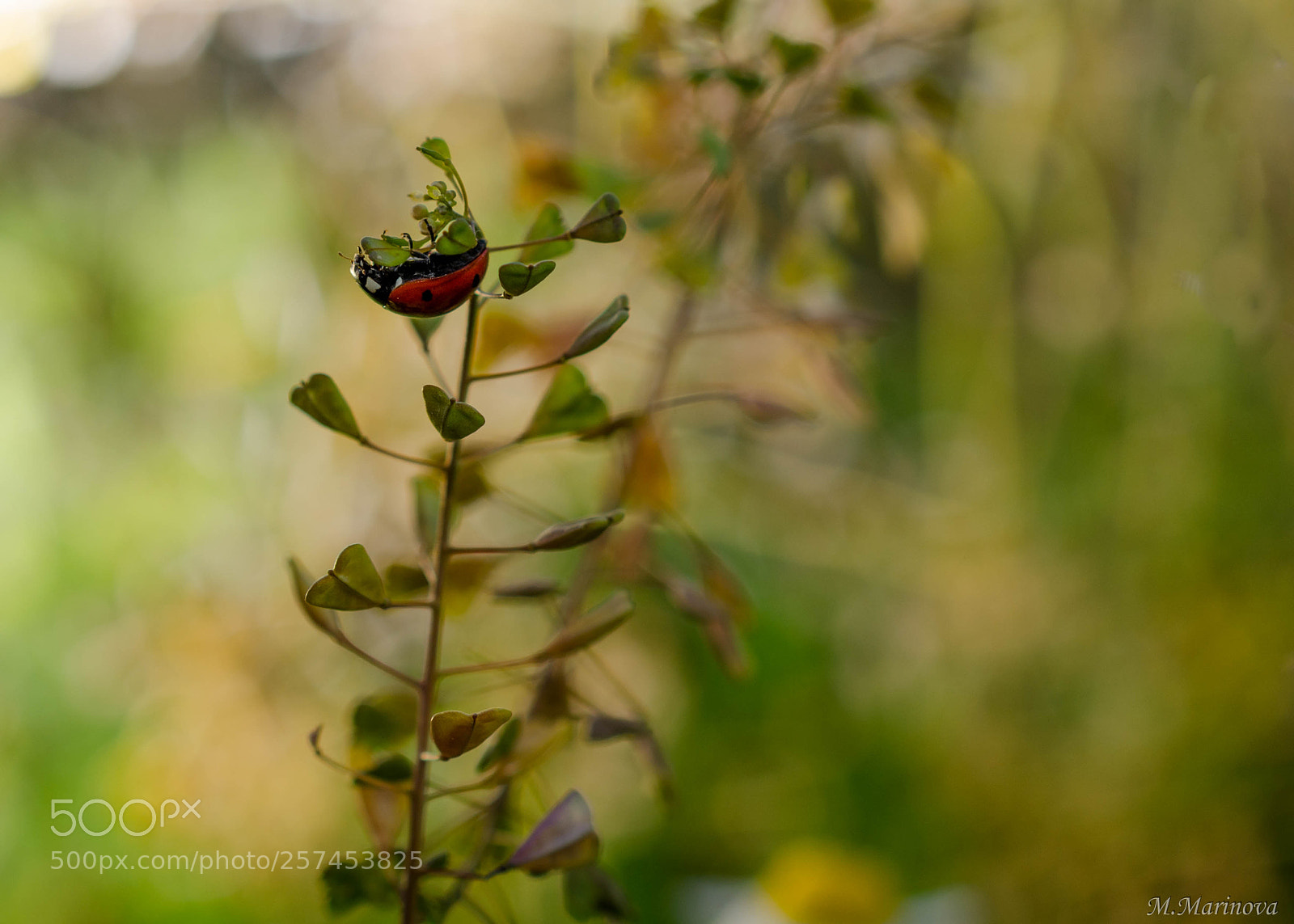 Nikon D7000 sample photo. Ladybug photography