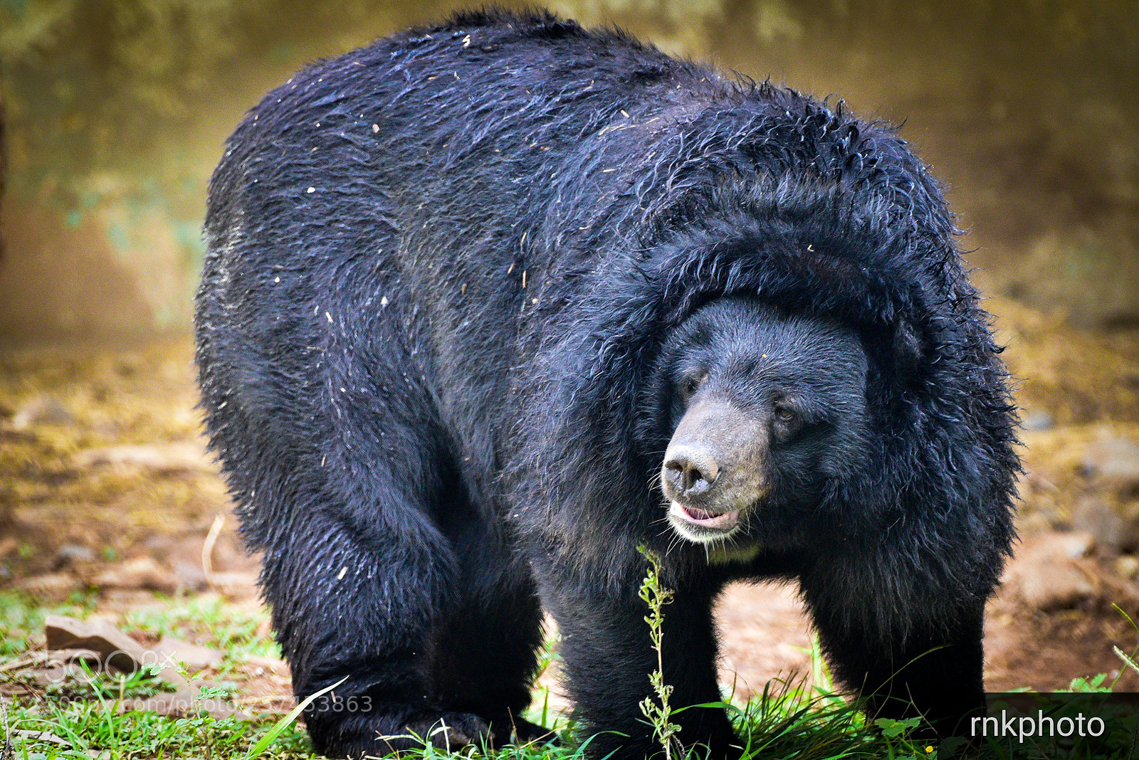 Nikon D750 sample photo. Bear strolling photography