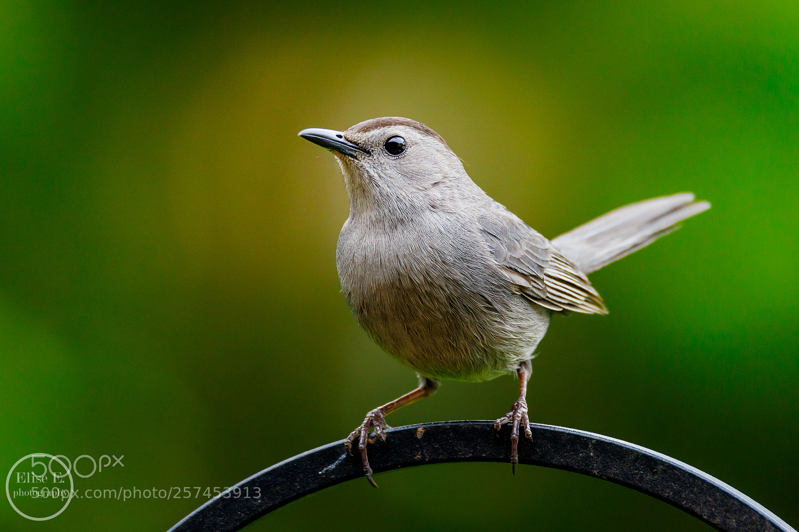 Canon EOS 6D Mark II sample photo. Catbird photography